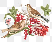 Vintage bird and blossom png illustration, remixed from the 18th-century artworks from the Smithsonian archive. 