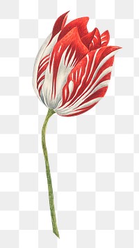 Vintage tulip png illustration, remixed from the 18th-century artworks from the Smithsonian archive.