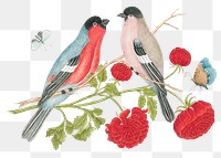 Vintage birds and flowers png illustration, remixed from the 18th-century artworks from the Smithsonian archive.