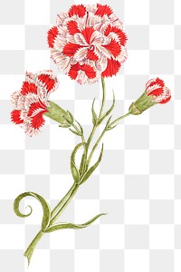 Red and white carnations png, remixed from the 18th-century artworks from the Smithsonian archive.