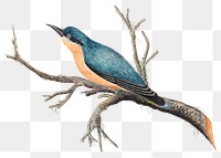 Png blue bird on a branch, remixed from the 18th-century artworks from the Smithsonian archive.