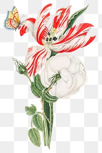 Vintage flowers png illustration, remixed from the 18th-century artworks from the Smithsonian archive.