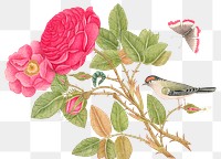 Vintage bird and flowers png illustration, remixed from the 18th-century artworks from the Smithsonian archive.