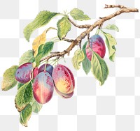 Vintage plums branch png illustration, remixed from the 18th-century artworks from the Smithsonian archive.