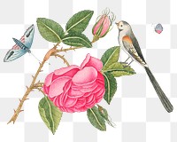 Vintage bird and flowers png illustration, remixed from the 18th-century artworks from the Smithsonian archive.