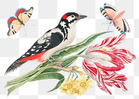 Vintage bird and flowers png illustration, remixed from the 18th-century artworks from the Smithsonian archive.