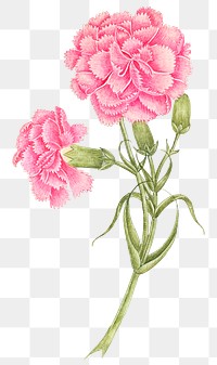 Vintage pink carnations png illustration, remixed from the 18th-century artworks from the Smithsonian archive.