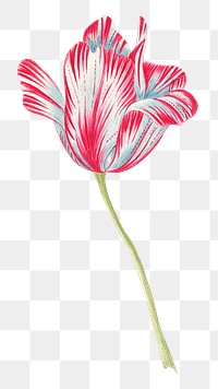 Vintage tulip png illustration, remixed from the 18th-century artworks from the Smithsonian archive.
