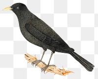 Perching black bird png, remixed from the 18th-century artworks from the Smithsonian archive.