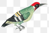Vintage woodpecker png illustration, remixed from the 18th-century artworks from the Smithsonian archive.