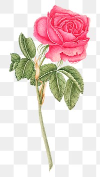 Vintage pink rose png illustration, remixed from the 18th-century artworks from the Smithsonian archive.