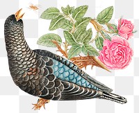 Vintage birds and rose png illustration, remixed from the 18th-century artworks from the Smithsonian archive.