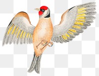 Brown bird png, remixed from the 18th-century artworks from the Smithsonian archive.