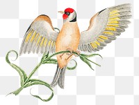 Brown bird on a branch png, remixed from the 18th-century artworks from the Smithsonian archive.