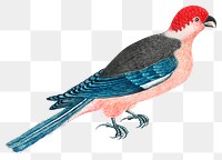 Vintage bird png illustration, remixed from the 18th-century artworks from the Smithsonian archive.