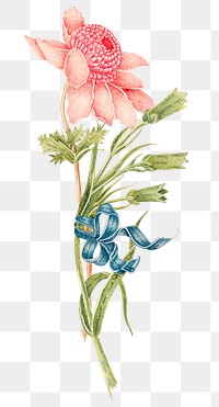 Vintage pink flower png illustration, remixed from the 18th-century artworks from the Smithsonian archive.