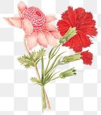 Vintage flowers png illustration, remixed from the 18th-century artworks from the Smithsonian archive.