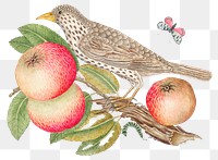 Vintage bird and apples png illustration, remixed from the 18th-century artworks from the Smithsonian archive.