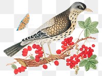 Vintage bird and persimmons png illustration, remixed from the 18th-century artworks from the Smithsonian archive.