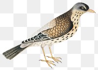 Vintage bird png illustration, remixed from the 18th-century artworks from the Smithsonian archive.