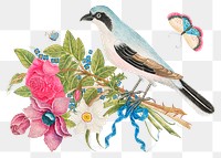 Vintage bird and flowers png illustration, remixed from the 18th-century artworks from the Smithsonian archive.