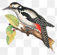 Vintage bird png illustration, remixed from the 18th-century artworks from the Smithsonian archive.
