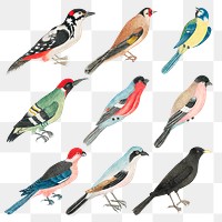Watercolor vintage bird illustrations, remixed from the 18th-century artworks from the Smithsonian archive.