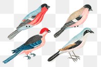 Vintage watercolor bird illustrations, remixed from the 18th-century artworks from the Smithsonian archive.