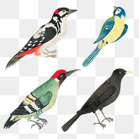 Vintage watercolor bird illustration png set, remixed from the 18th-century artworks from the Smithsonian archive.