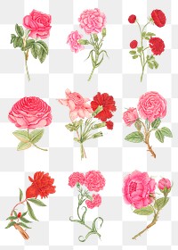 Vintage flowers png illustration set, remixed from the 18th-century artworks from the Smithsonian archive.