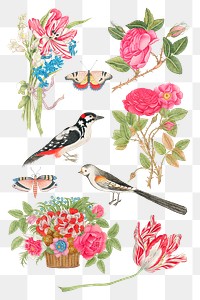 Vintage flowers and birds png illustration set, remixed from the 18th-century artworks from the Smithsonian archive.