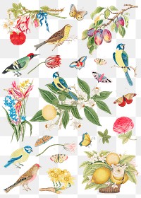 Vintage birds and blossoms png illustration, remixed from the 18th-century artworks from the Smithsonian archive.