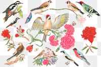 Vintage birds and flowers png illustration set, remixed from the 18th-century artworks from the Smithsonian archive.