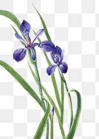 Purple Iris flowers png illustration