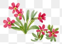 Spring flower primrose png illustration