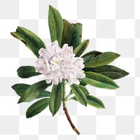 Summer flower Rhododendron png illustration