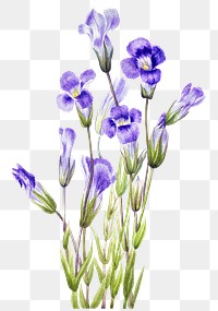 Hand drawn fringed gentian png floral illustration