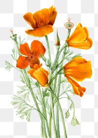 Hand drawn California poppies png floral illustration