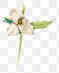 Spring flower wake robin png illustration