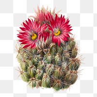 Hedgehog cactus png botanical illustration