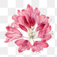 Hand drawn mountain rose-bay png floral illustration