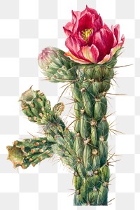 Walking stick cholla blossom png illustration hand drawn