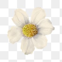 White Pacific dogwood png illustration