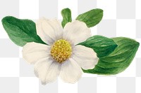 White Pacific dogwood blossom png illustration hand drawn