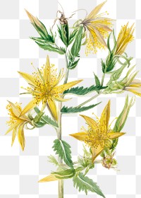 Mentzelia laevicaulis flowers png illustration