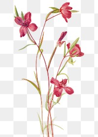 Spring flower ilja png illustration