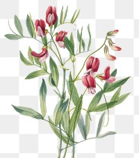 Vintage wild pea blooming illustration png sticker