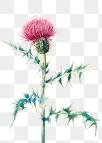 Hand drawn thistle png floral illustration