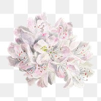 Rhododendron blossom png illustration hand drawn