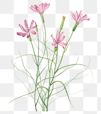 Hand drawn skeleton weed png floral illustration